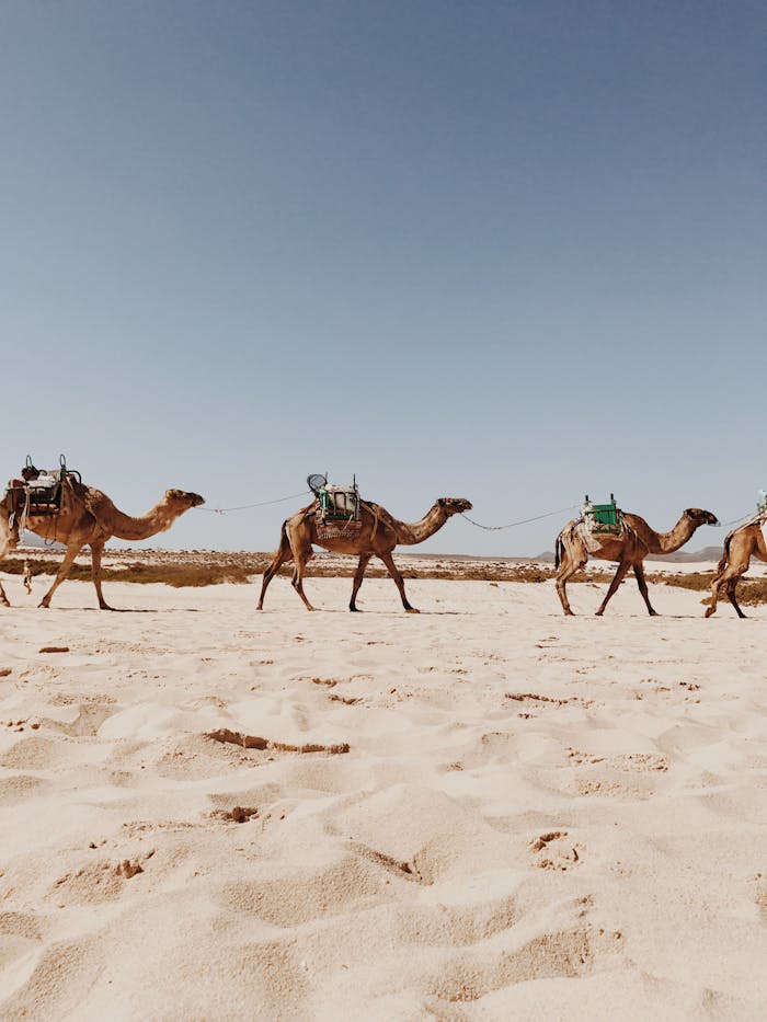 A line of camels walking across the sandy desert in La Oliva, Spain under a bright blue sky.